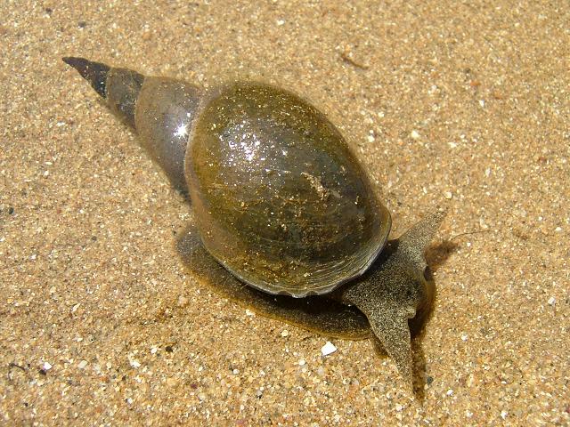 Lymnaea stagnalis
