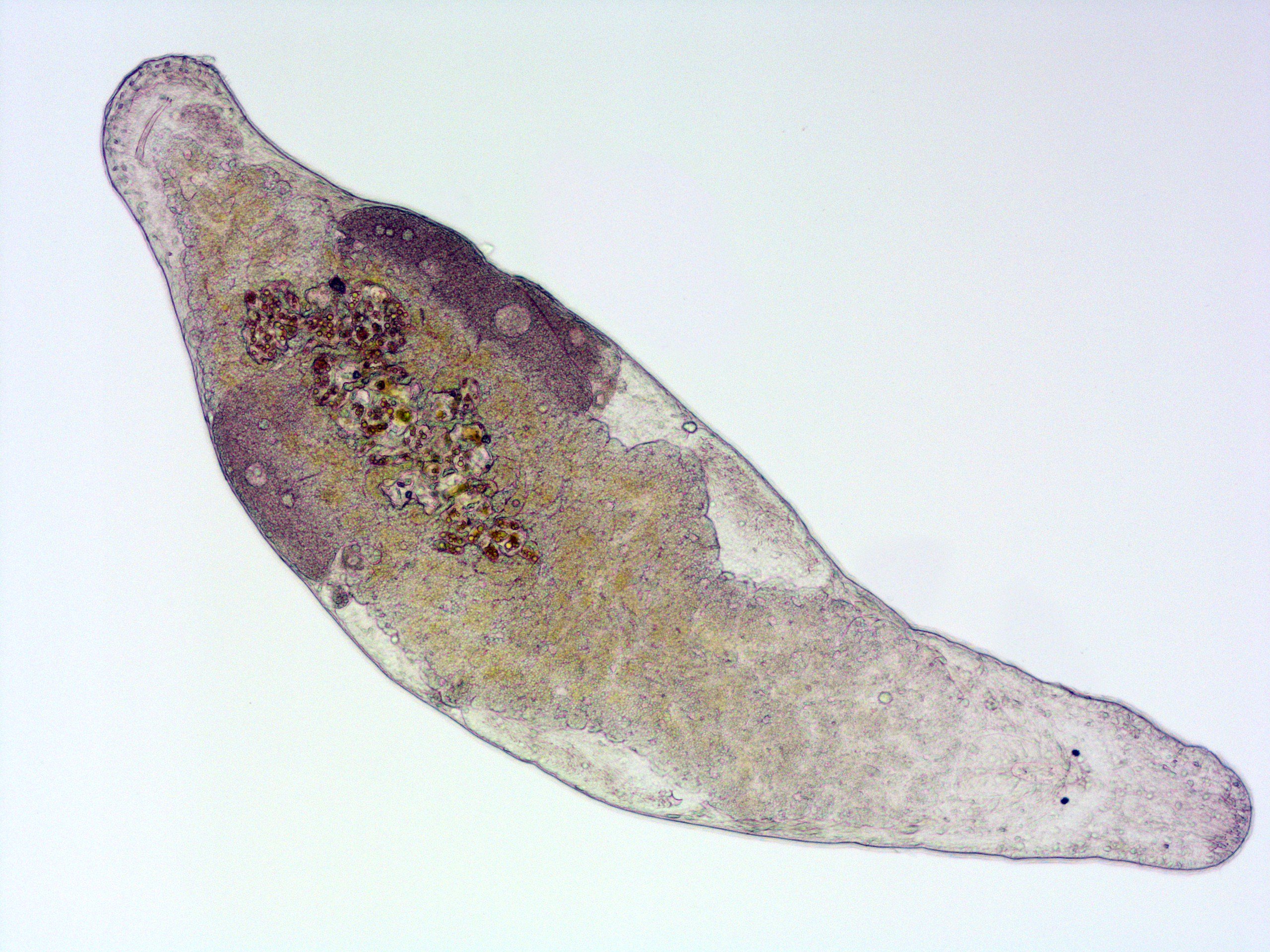 Macrostomum lignano