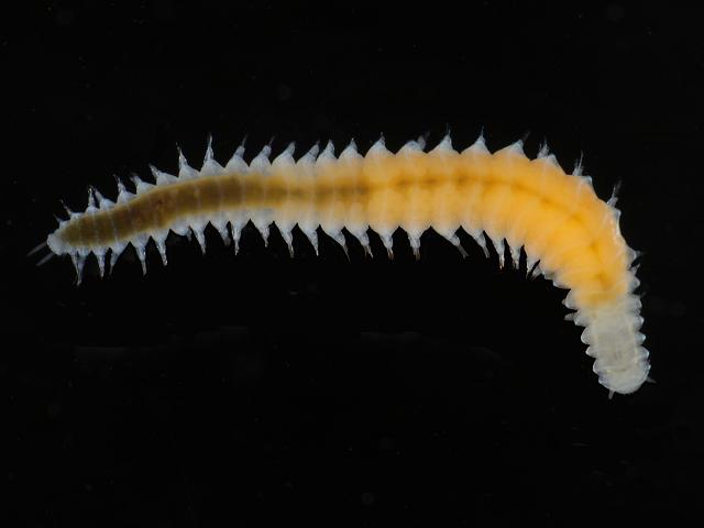 Ophryotrocha puerilis
